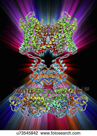 Drawing - Voltage-gated potassium channel. Fotosearch