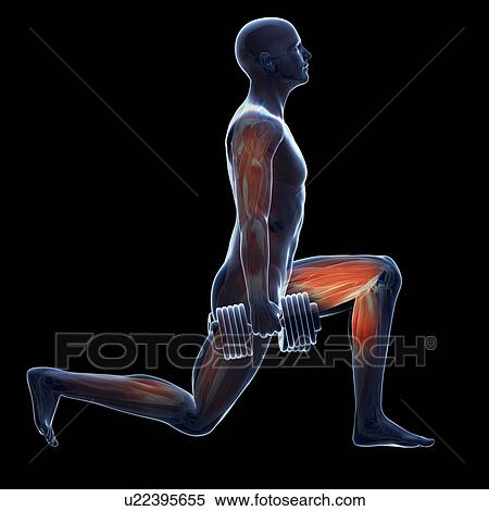Weight training, artwork View Large Illustration Stock Illustration - Weight training, artwork. Fotosearch