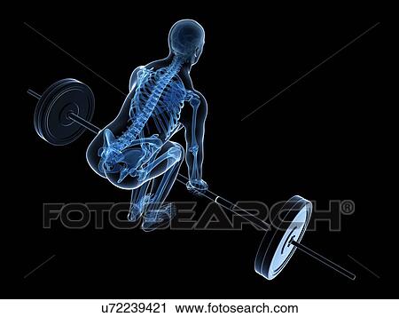 Clip Art - Weight training posture, artwork. Fotosearch