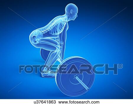 Drawing - Weight training posture, artwork. Fotosearch