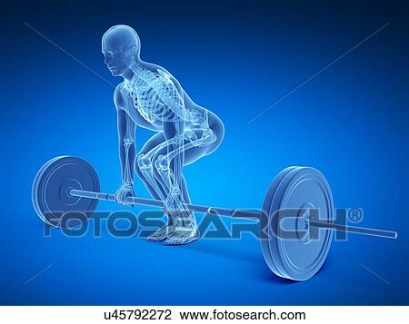 Drawing - Weight training posture, artwork. Fotosearch