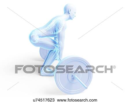 Weight training posture, artwork View Large Illustration Drawing - Weight training posture, artwork. Fotosearch