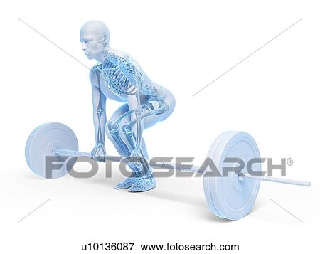 Weight training posture, artwork View Large Illustration Stock Illustration - Weight training posture, artwork. Fotosearch