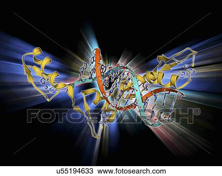 Wilms tumor suppressor bound to DNA View Large Illustration Drawing - Wilms tumor suppressor bound to DNA. Fotosearch