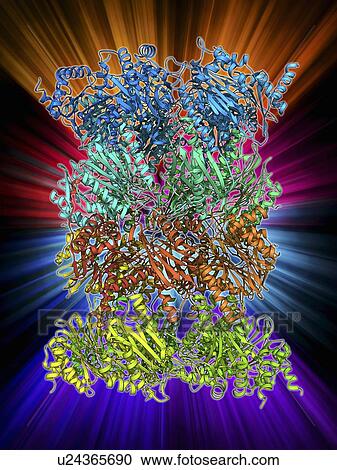 Yeast enzyme, molecular model View Large Illustration Clipart - Yeast enzyme, molecular model. Fotosearch