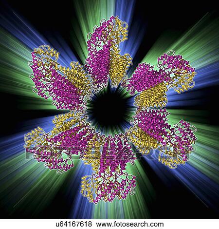 Zinc transporter Yiip molecule View Large Illustration Stock Illustration - Zinc transporter Yiip molecule. Fotosearch