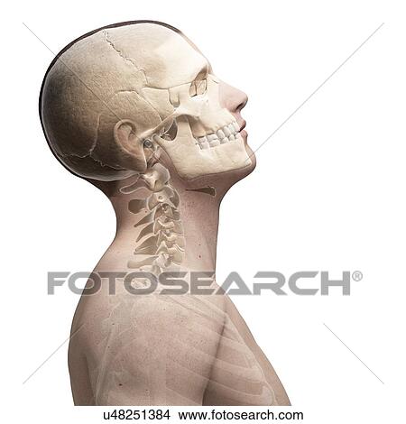 人間の頭骨 そして 首の骨 ｱｰﾄﾜｰｸ イラスト U Fotosearch