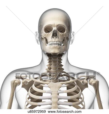 人間の頭骨 そして 首の骨 ｱｰﾄﾜｰｸ イラスト U Fotosearch