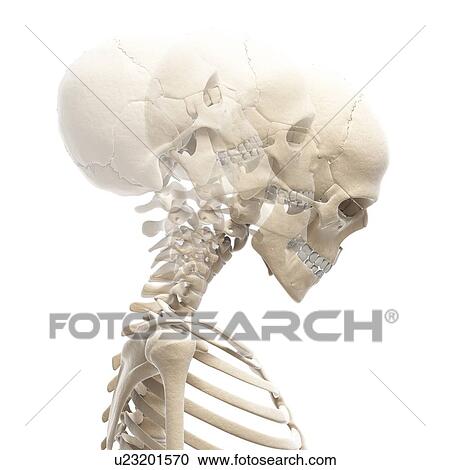 人間の頭骨 そして 首の骨 ｱｰﾄﾜｰｸ クリップアート 切り張り イラスト 絵画 集 U Fotosearch