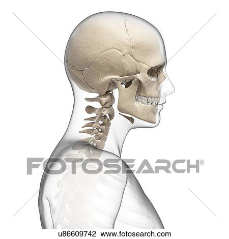 人間の頭骨 そして 首の骨 ｱｰﾄﾜｰｸ スケッチ U Fotosearch