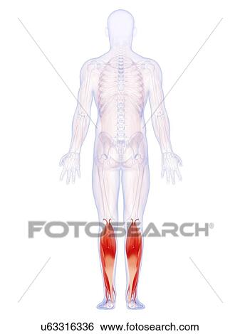 コレクション 男 脚 筋肉 イラスト やぐたわっ