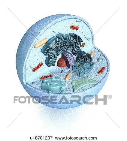 Stock Illustration - Animal cell, artwork. Fotosearch