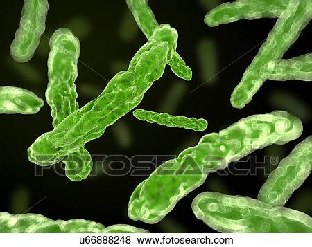 Bacteria, artwork View Large Illustration Stock Illustration - Bacteria, artwork. Fotosearch