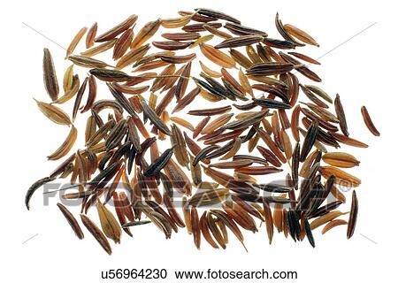 Caraway seeds View Large Illustration Clipart - Caraway seeds. Fotosearch
