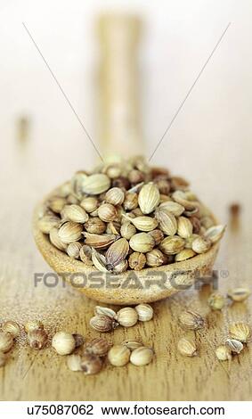 Coriander seeds View Large Illustration Drawing - Coriander seeds. Fotosearch