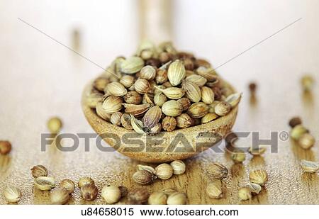 Coriander seeds View Large Illustration Stock Illustration - Coriander seeds. Fotosearch