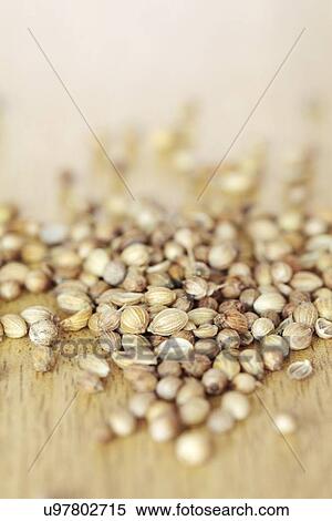 Coriander seeds View Large Illustration Stock Illustration - Coriander seeds. Fotosearch