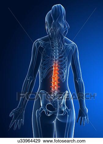 Female lumbar spine, artwork View Large Illustration Stock Illustration - Female lumbar spine, artwork. Fotosearch