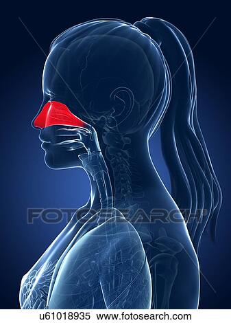 Female nasal cavity, artwork View Large Illustration Stock Illustration - Female nasal cavity, artwork. Fotosearch