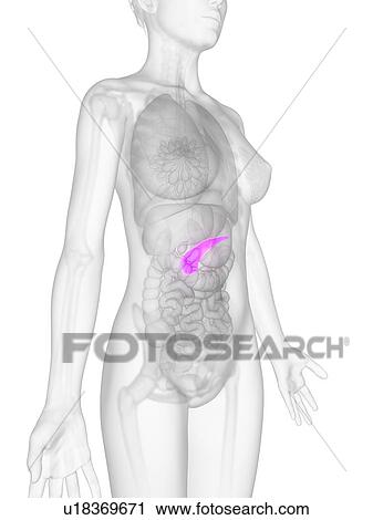 Female pancreas, artwork View Large Illustration Clip Art - Female pancreas, artwork. Fotosearch