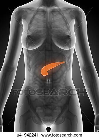 Clip Art - Female pancreas, artwork. Fotosearch