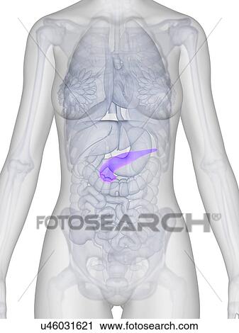 Clip Art - Female pancreas, artwork. Fotosearch