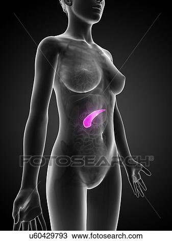 Drawing - Female pancreas, artwork. Fotosearch