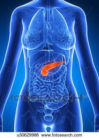 Stock Illustration - Female pancreas, artwork. Fotosearch