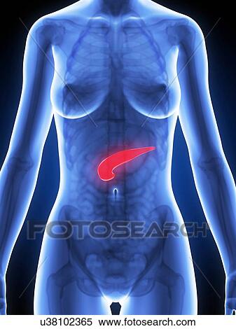 Stock Illustration - Female pancreas, artwork. Fotosearch