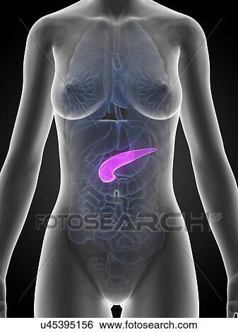 Stock Illustration - Female pancreas, artwork. Fotosearch