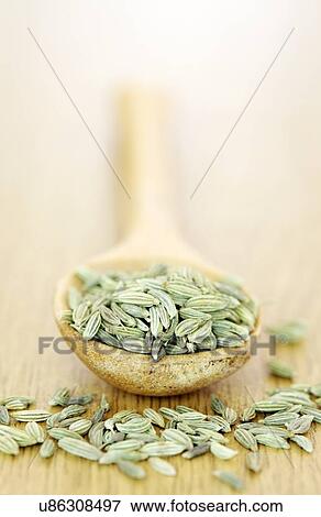 Fennel seeds View Large Illustration Stock Illustration - Fennel seeds. Fotosearch