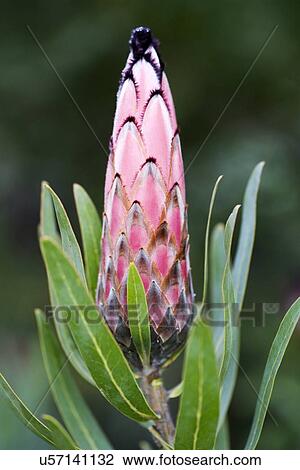 Drawing - Grey-leaf Sugarbush Protea laurifolia. Fotosearch