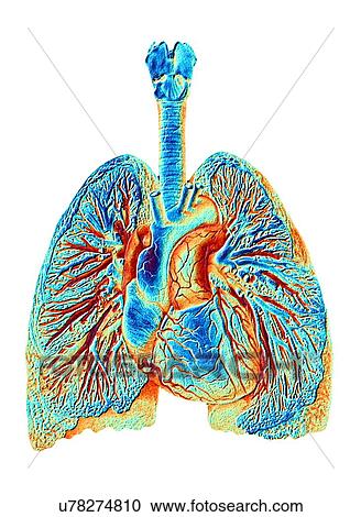 Heart and lungs, coloured artwork View Large Illustration Clipart - Heart and lungs, coloured artwork. Fotosearch