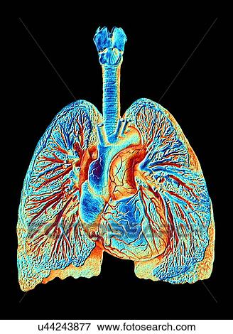 Heart and lungs, coloured artwork View Large Illustration Stock Illustration - Heart and lungs, coloured artwork. Fotosearch