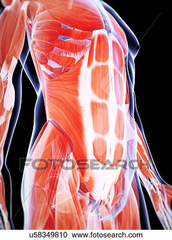 Human abdominal muscles, artwork View Large Illustration Clipart - Human abdominal muscles, artwork. Fotosearch
