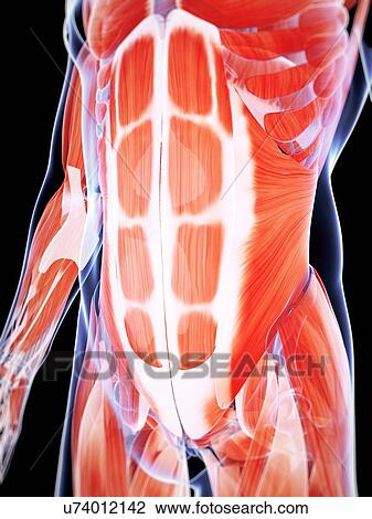 Human abdominal muscles, artwork View Large Illustration Drawing - Human abdominal muscles, artwork. Fotosearch
