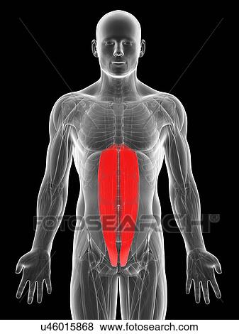 Stock Illustration - Human abdominal muscles, artwork. Fotosearch