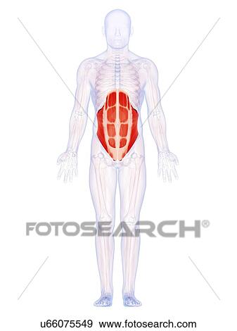 Stock Illustration - Human abdominal muscles, artwork. Fotosearch