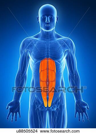 Stock Illustration - Human abdominal muscles, artwork. Fotosearch