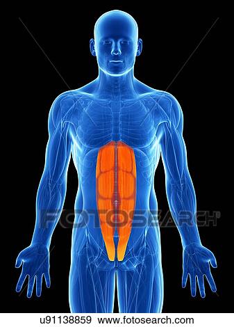 Stock Illustration - Human abdominal muscles, artwork. Fotosearch