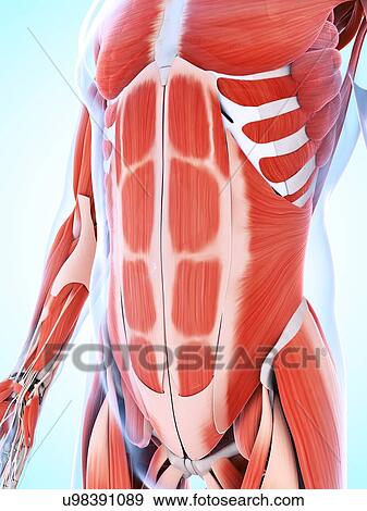 Human abdominal muscular system, artwork View Large Illustration Stock Illustration - Human abdominal muscular system, artwork. Fotosearch