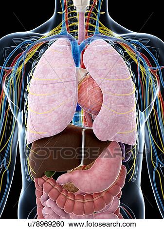 Human anatomy, artwork View Large Illustration Clipart - Human anatomy, artwork. Fotosearch