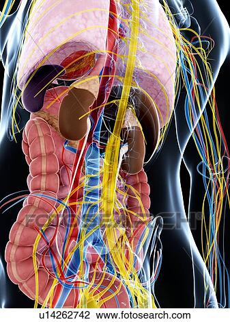 Drawing - Human anatomy, artwork. Fotosearch