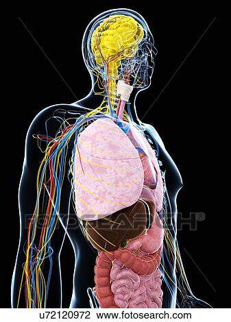 Drawing - Human anatomy, artwork. Fotosearch