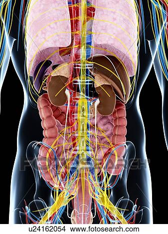 Stock Illustration - Human anatomy, artwork. Fotosearch