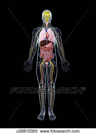 Stock Illustration - Human anatomy, artwork. Fotosearch