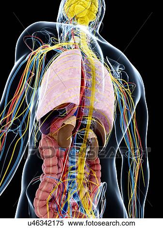 Human anatomy, artwork View Large Illustration Stock Illustration - Human anatomy, artwork. Fotosearch