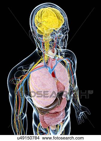 Human anatomy, artwork View Large Illustration Stock Illustration - Human anatomy, artwork. Fotosearch