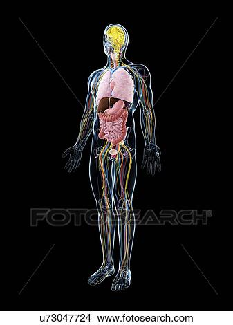 Human anatomy, artwork View Large Illustration Stock Illustration - Human anatomy, artwork. Fotosearch