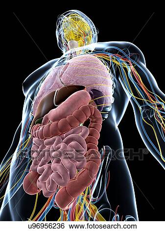 Human anatomy, artwork View Large Illustration Stock Illustration - Human anatomy, artwork. Fotosearch